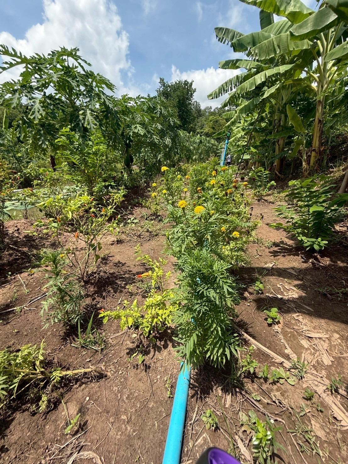 ภาพประกอบที่ 14