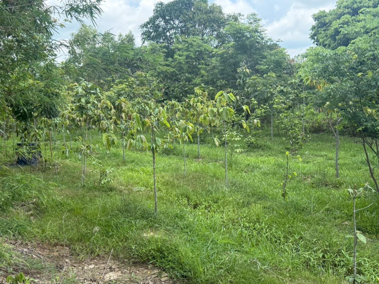 ภาพประกอบที่ 16