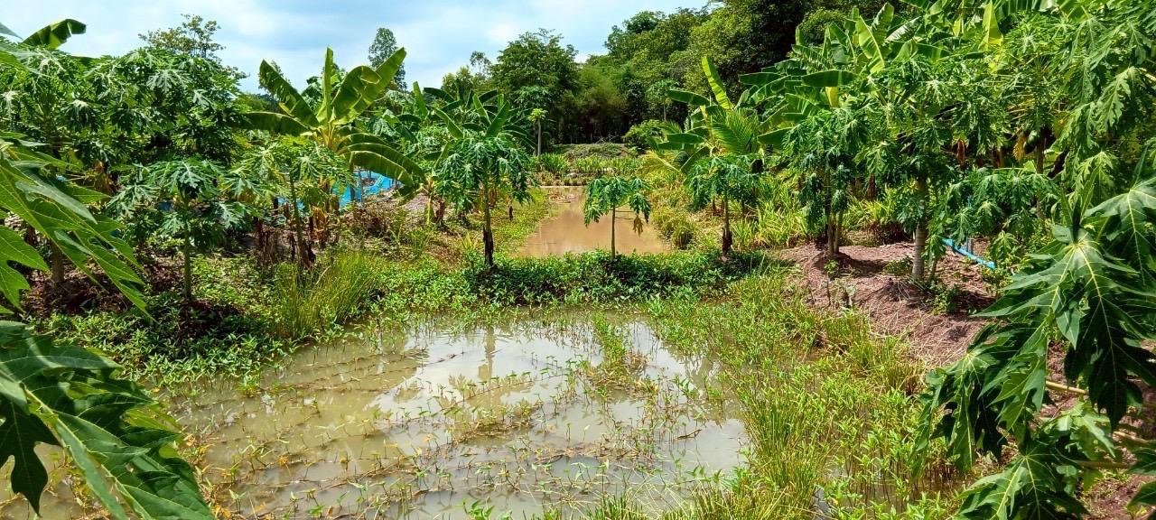 ภาพประกอบที่ 17