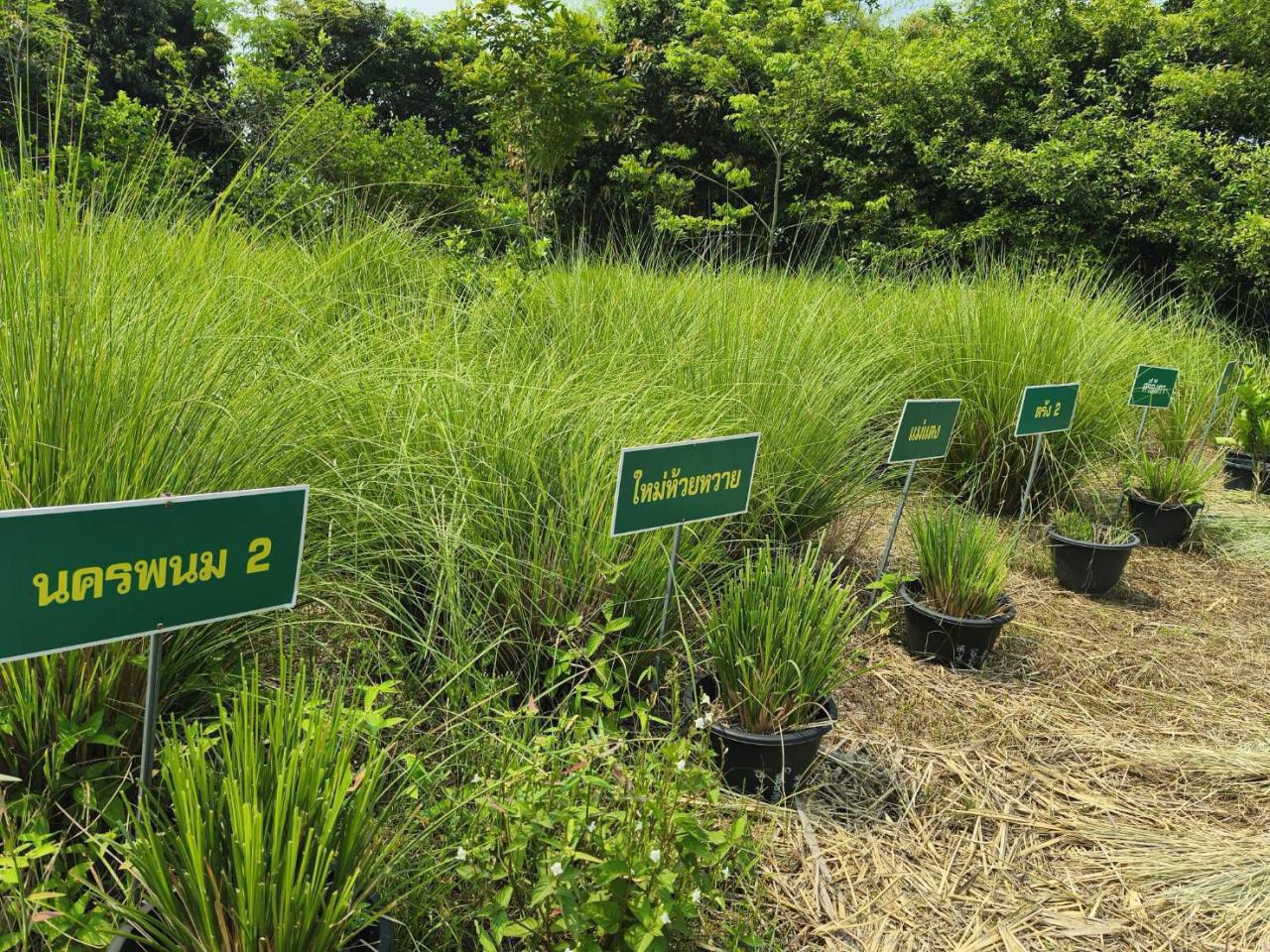 ภาพประกอบที่ 7