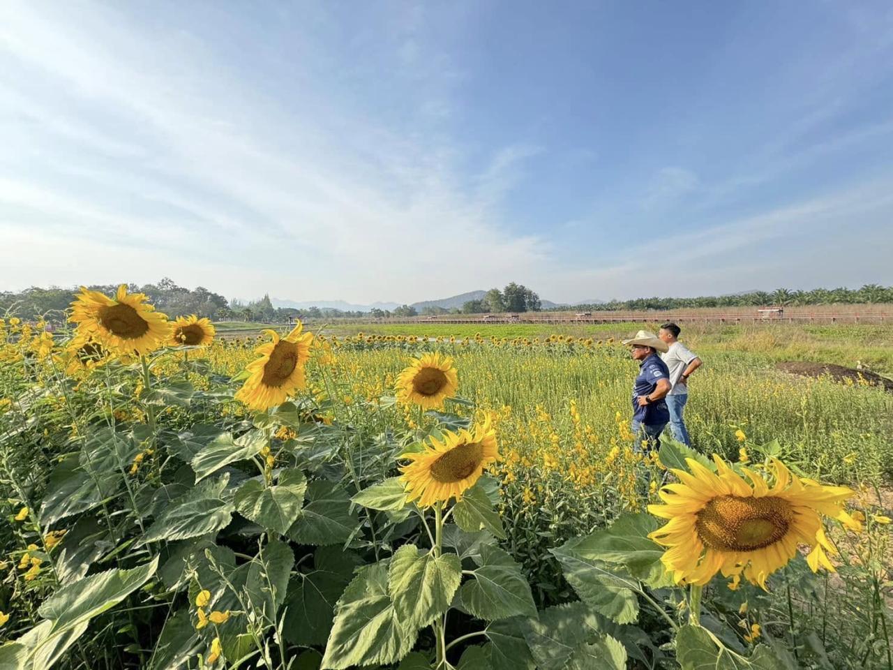 ภาพประกอบที่ 3