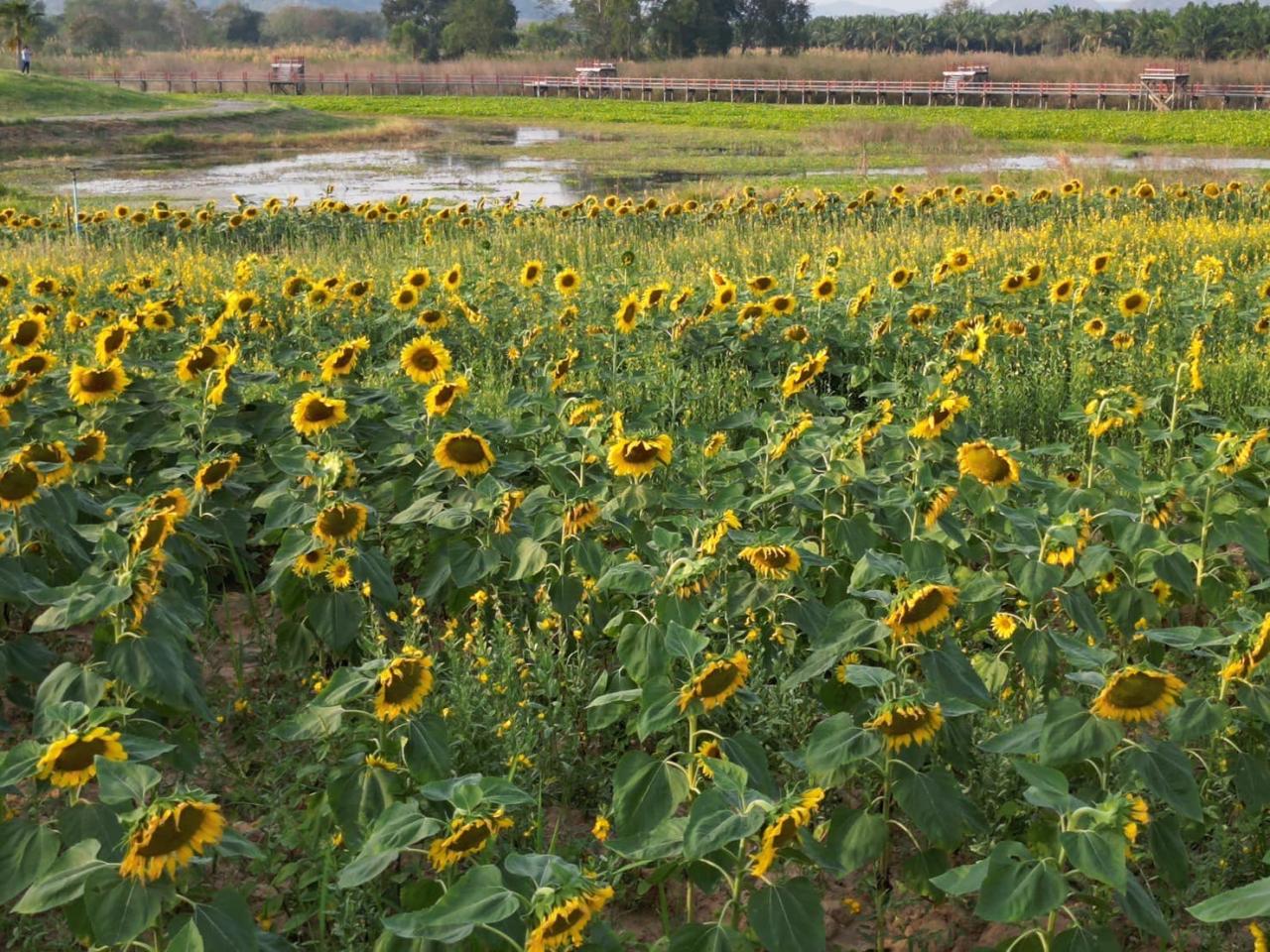 ภาพประกอบที่ 7