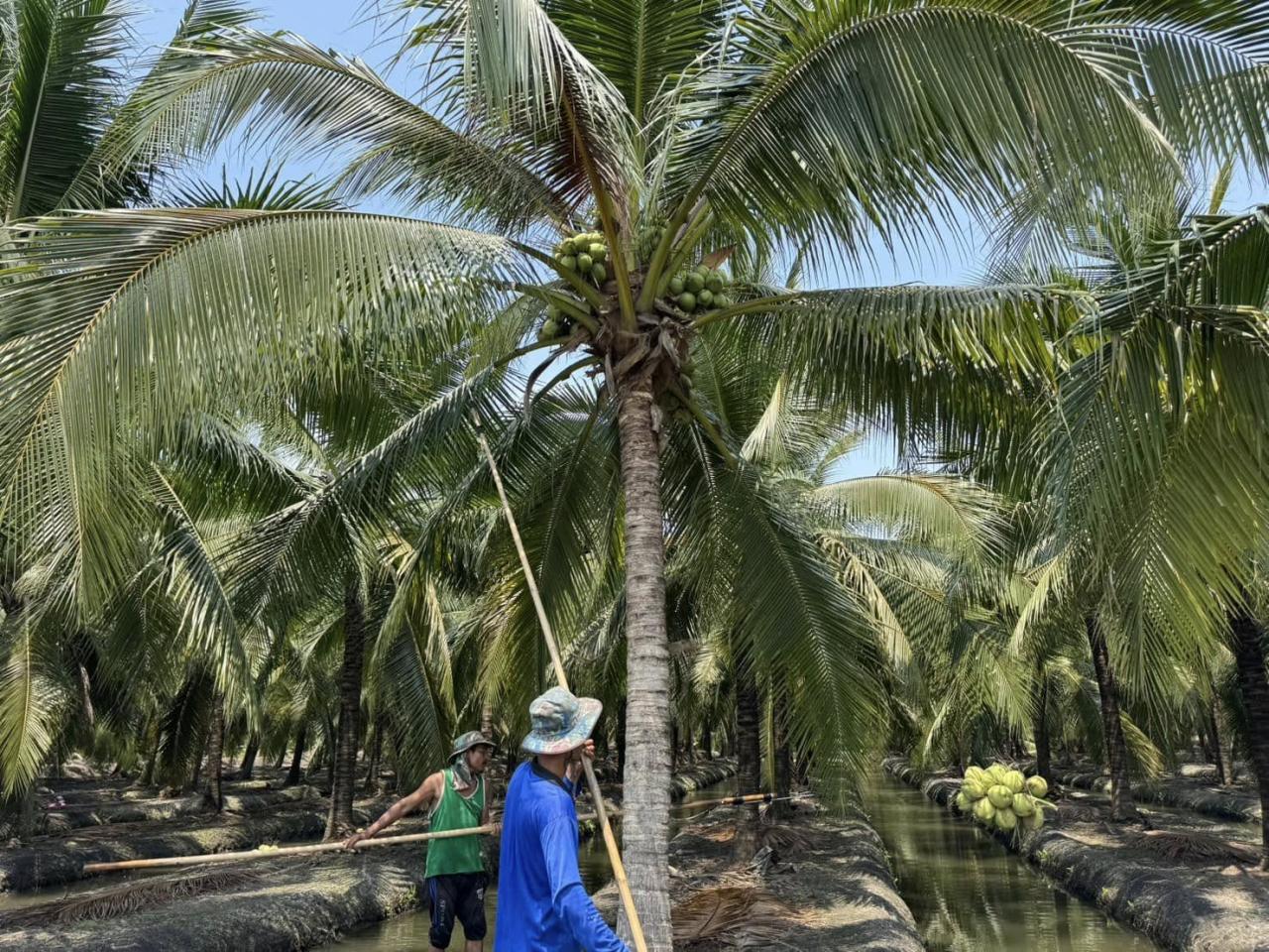 ภาพประกอบที่ 5