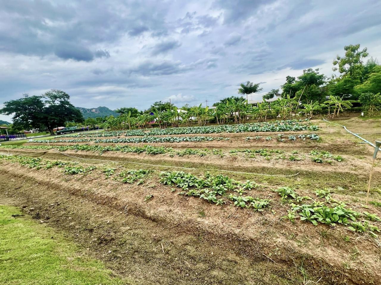 ภาพประกอบที่ 5