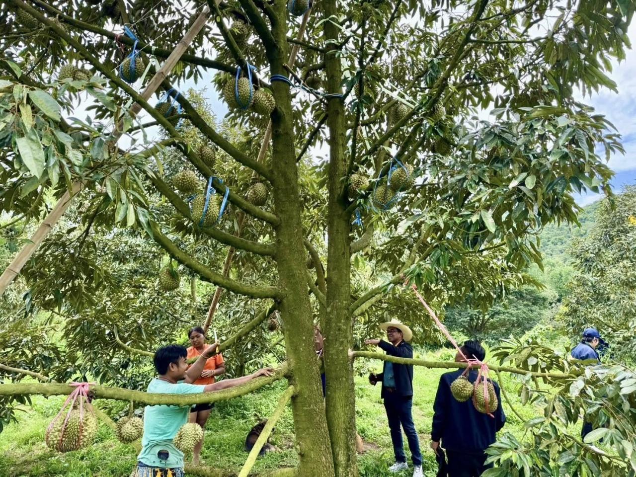 ภาพประกอบที่ 0