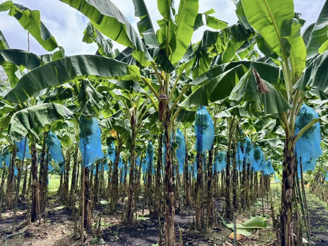 ภาพประกอบที่ 8