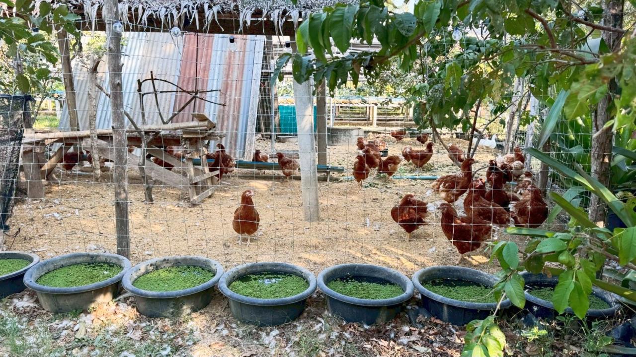 ภาพประกอบที่ 10