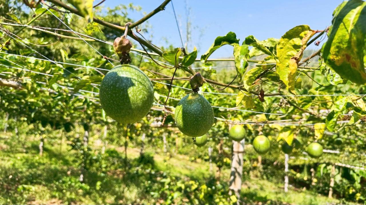 ภาพประกอบที่ 2