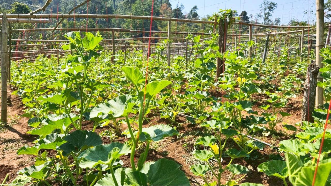 ภาพประกอบที่ 6