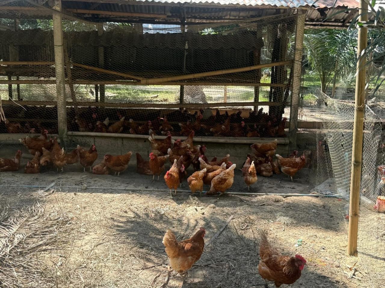 ภาพประกอบที่ 6