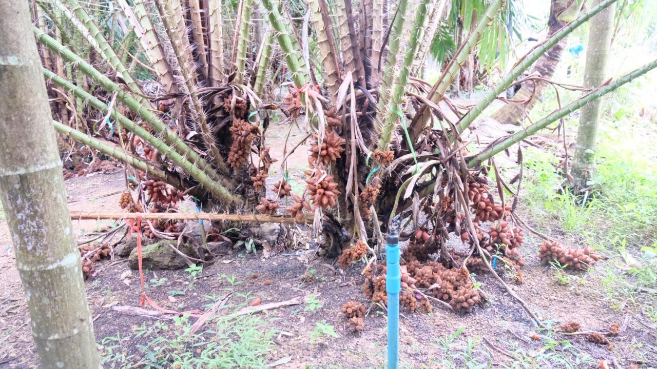 ภาพประกอบที่ 6