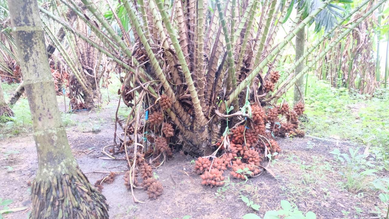 ภาพประกอบที่ 7