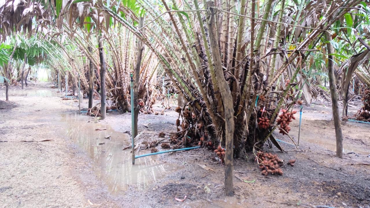 ภาพประกอบที่ 8