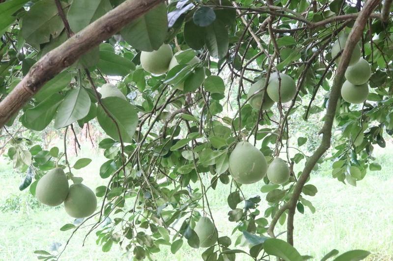 ภาพประกอบที่ 22