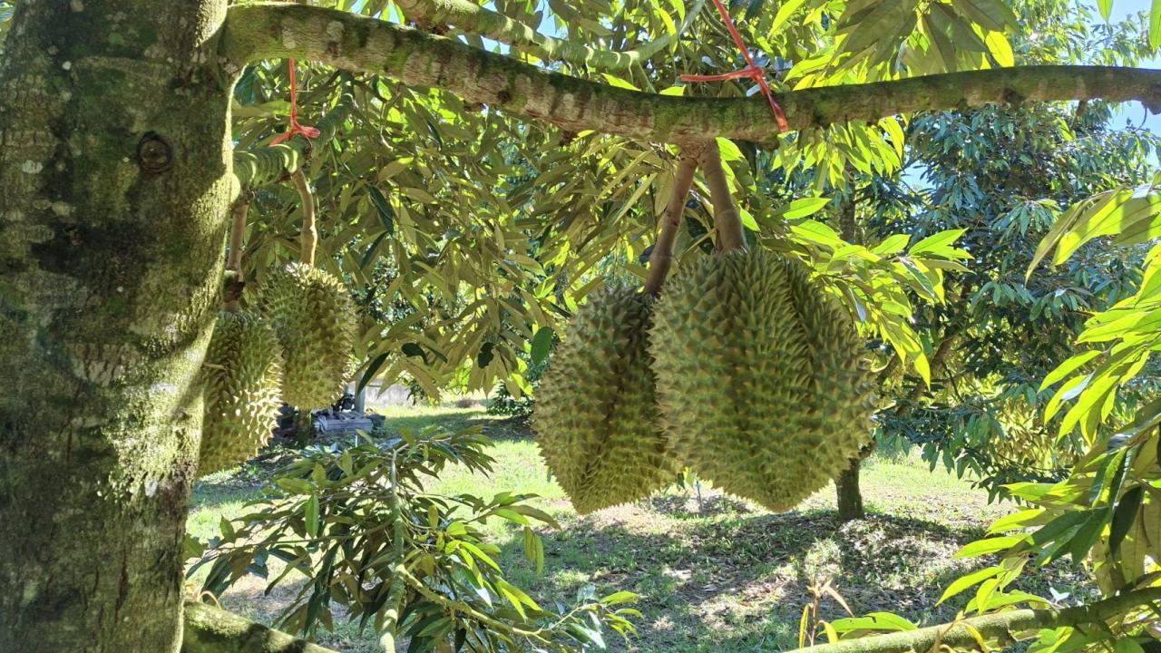 ภาพประกอบที่ 11