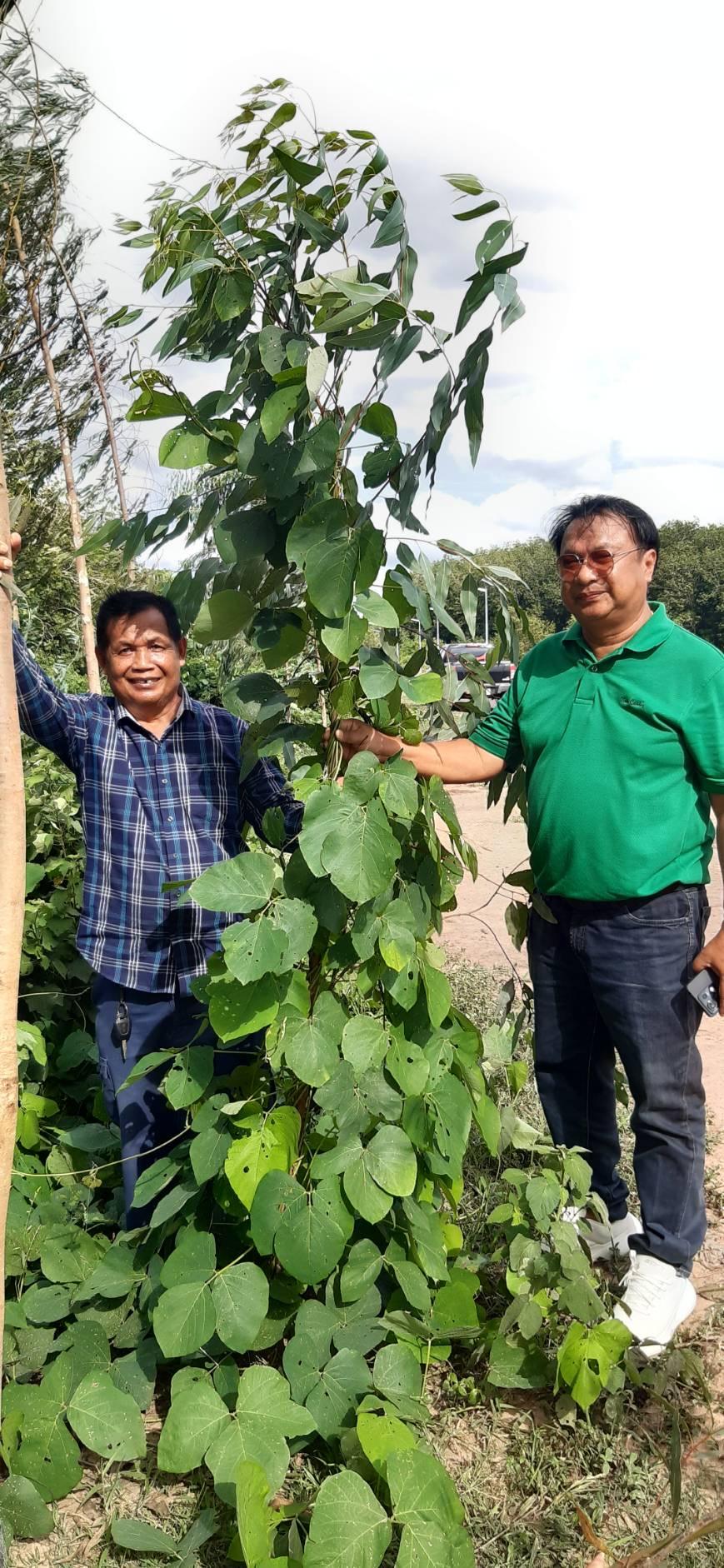 ภาพประกอบที่ 2