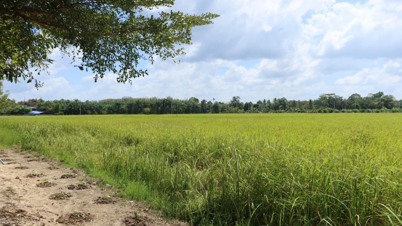 ภาพประกอบที่ 7