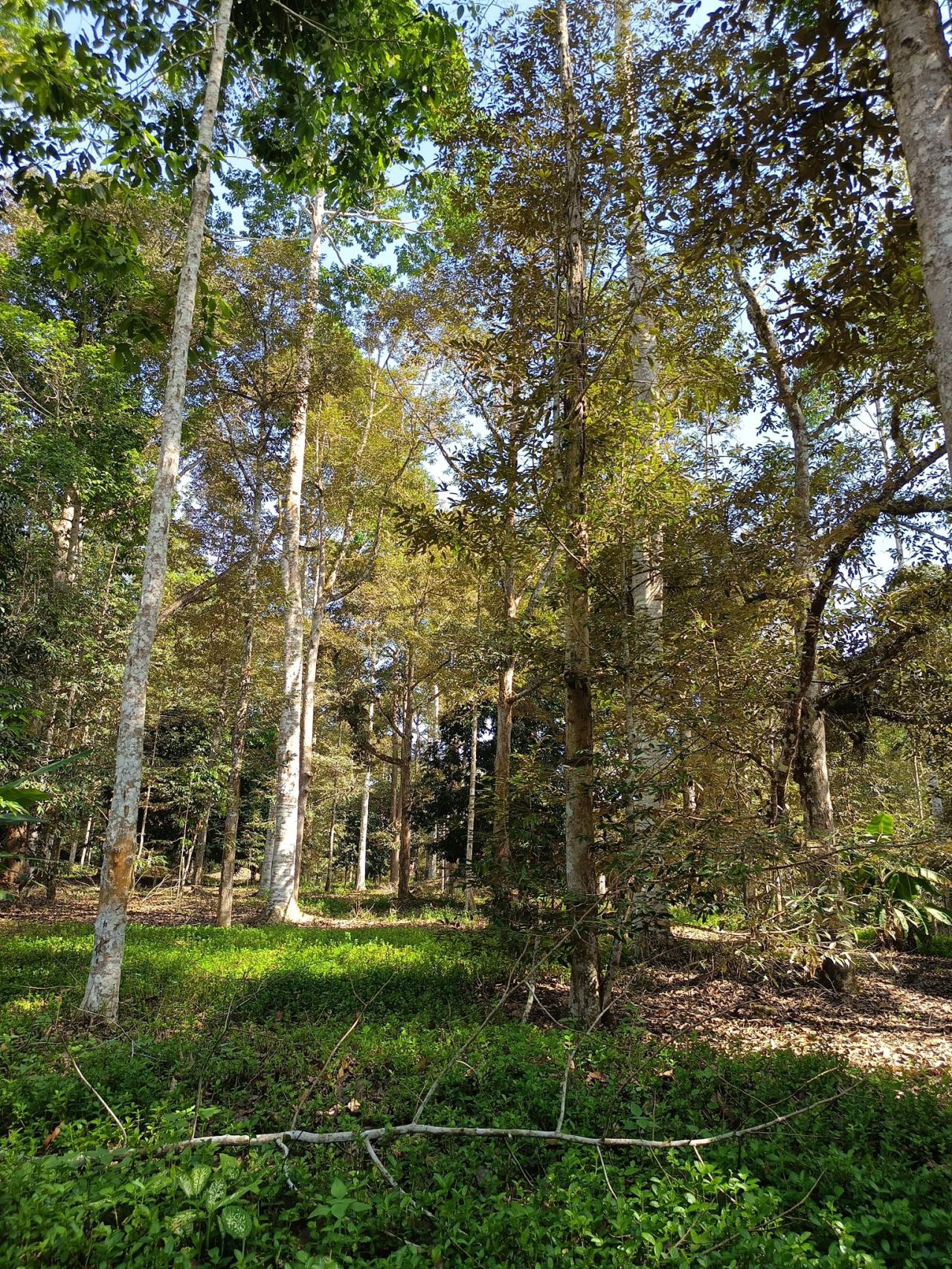 ภาพประกอบที่ 7