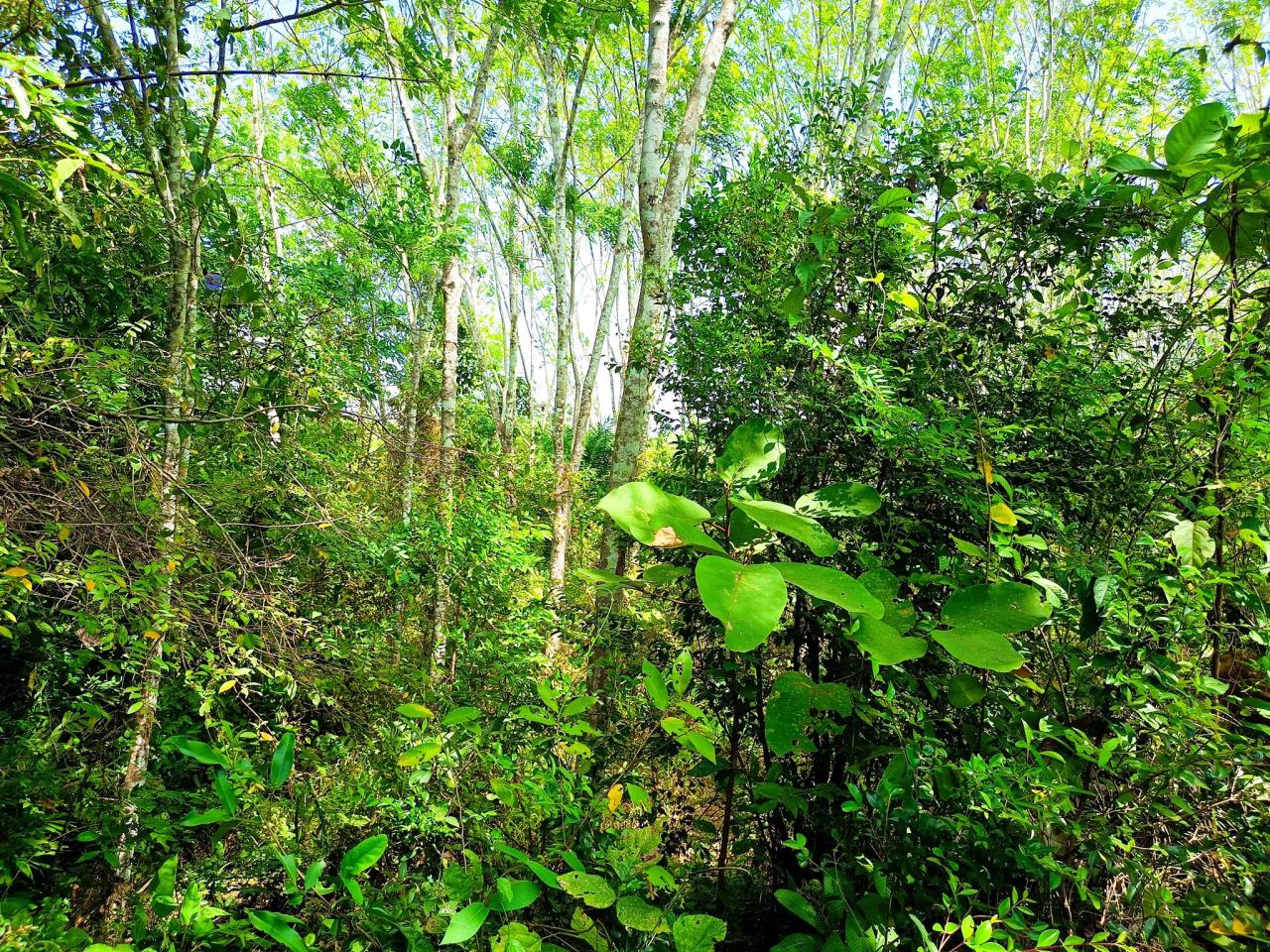 ภาพประกอบที่ 5