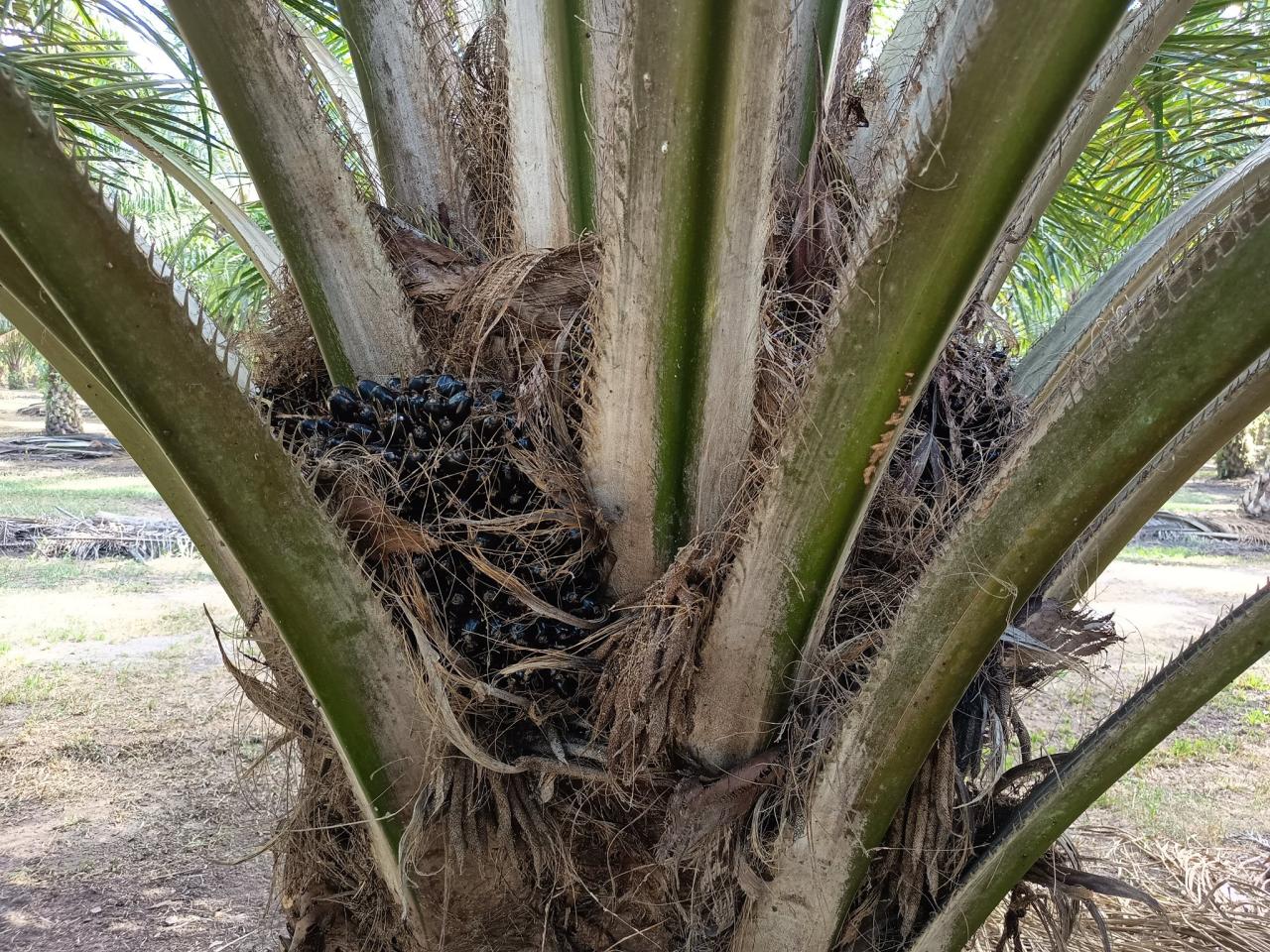 ภาพประกอบที่ 3