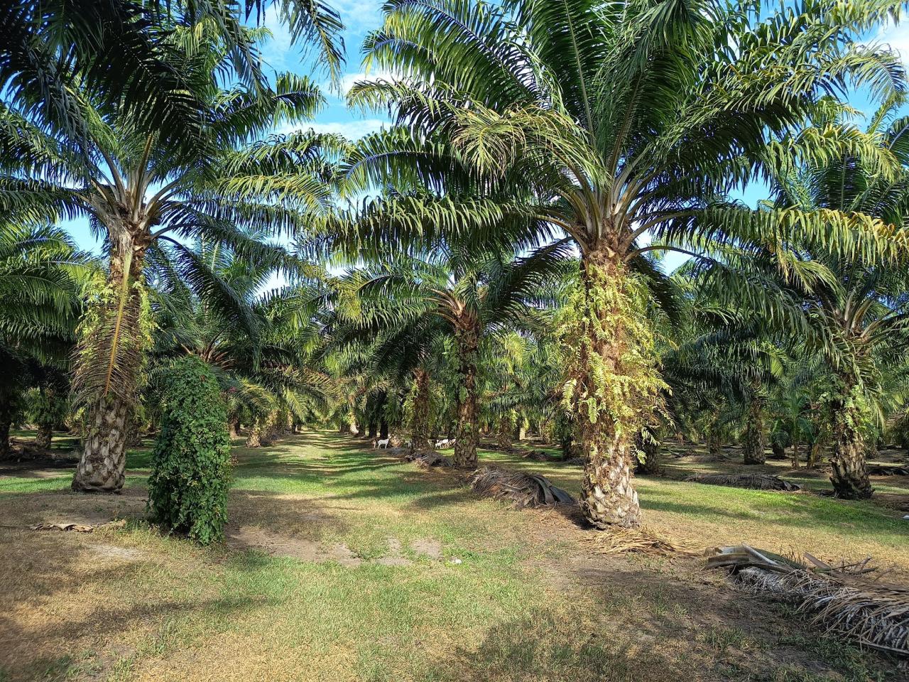 ภาพประกอบที่ 5