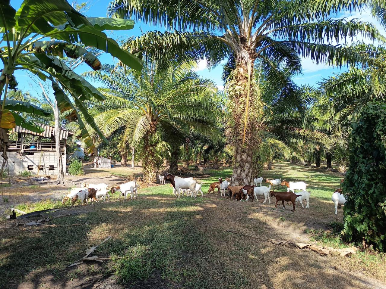 ภาพประกอบที่ 7