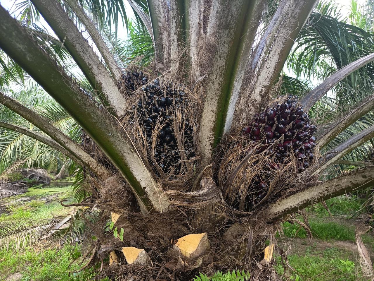 ภาพประกอบที่ 12