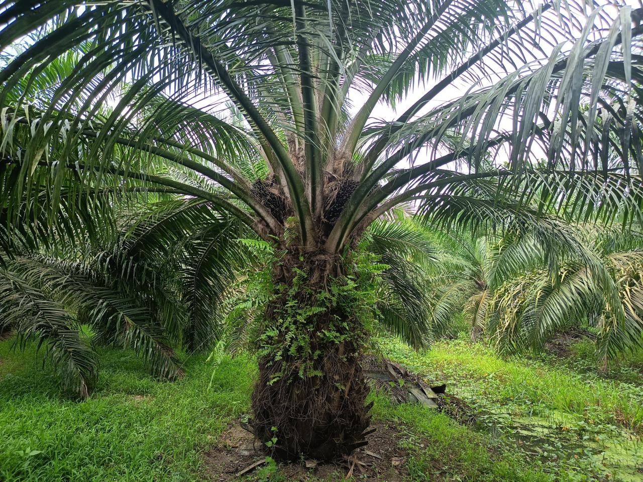 ภาพประกอบที่ 15