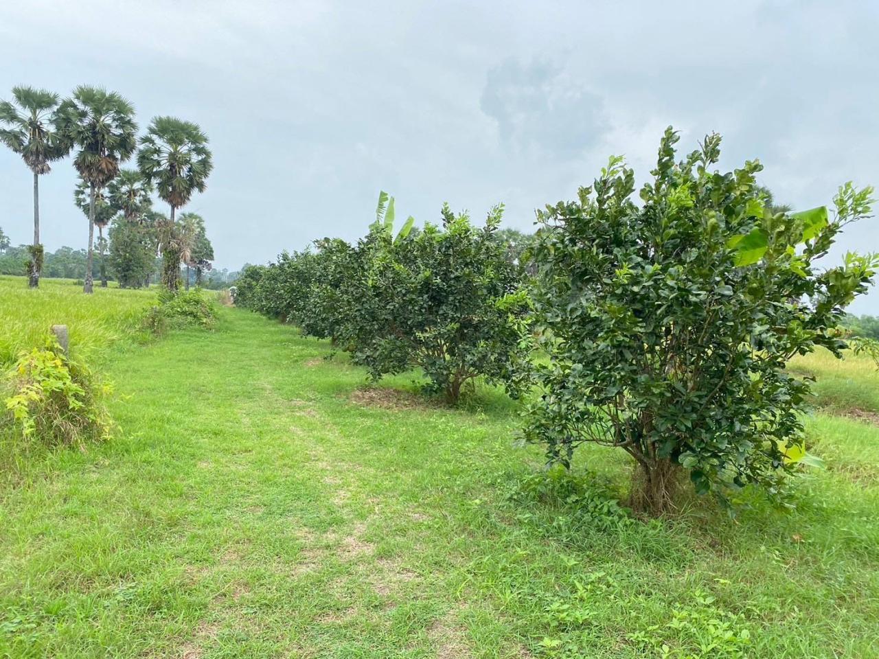 ภาพประกอบที่ 6