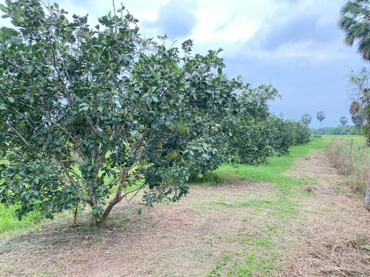 ภาพประกอบที่ 7