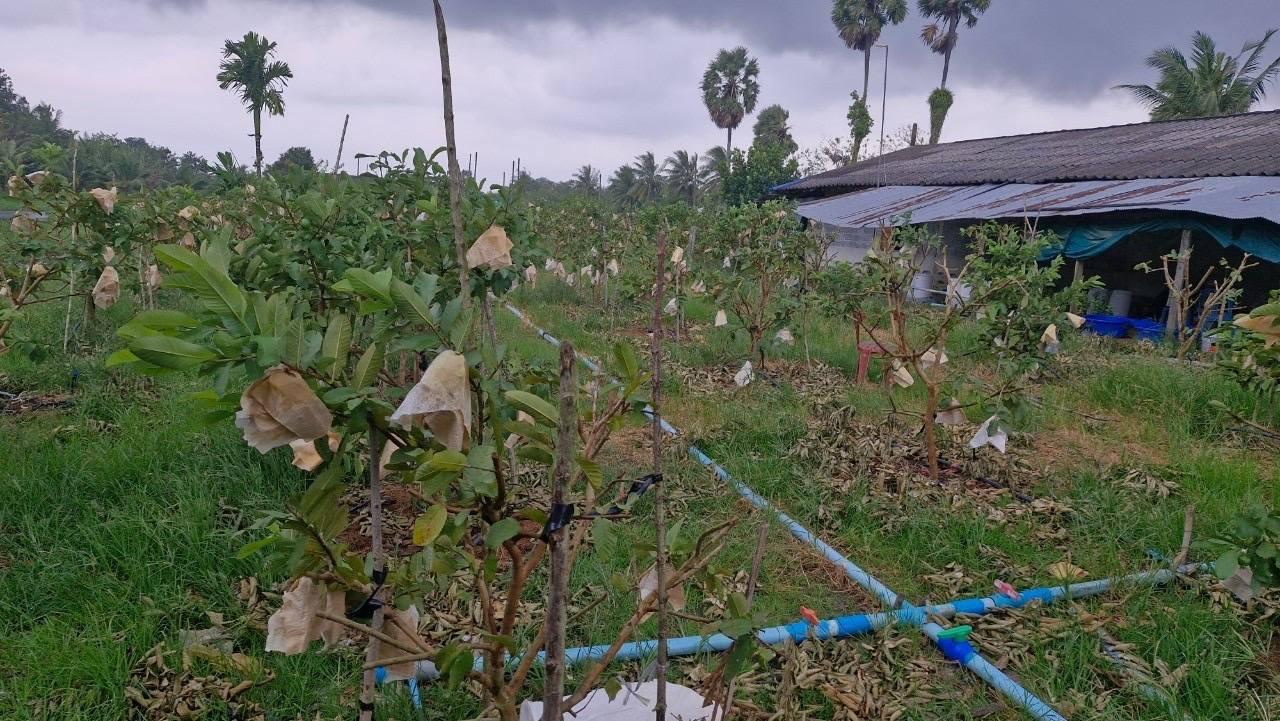 ภาพประกอบที่ 0