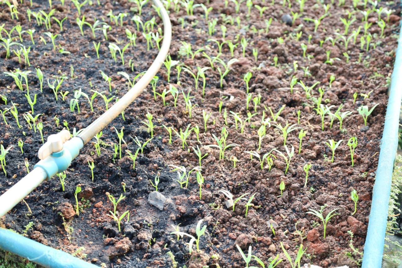 ภาพประกอบที่ 10