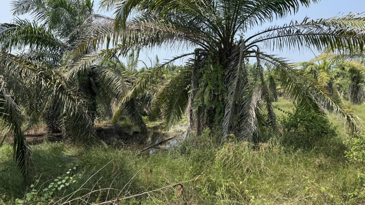 ภาพประกอบที่ 5