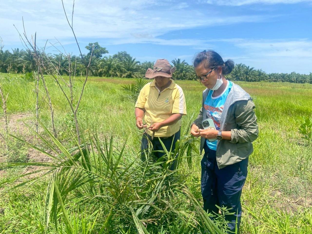 ภาพประกอบที่ 8