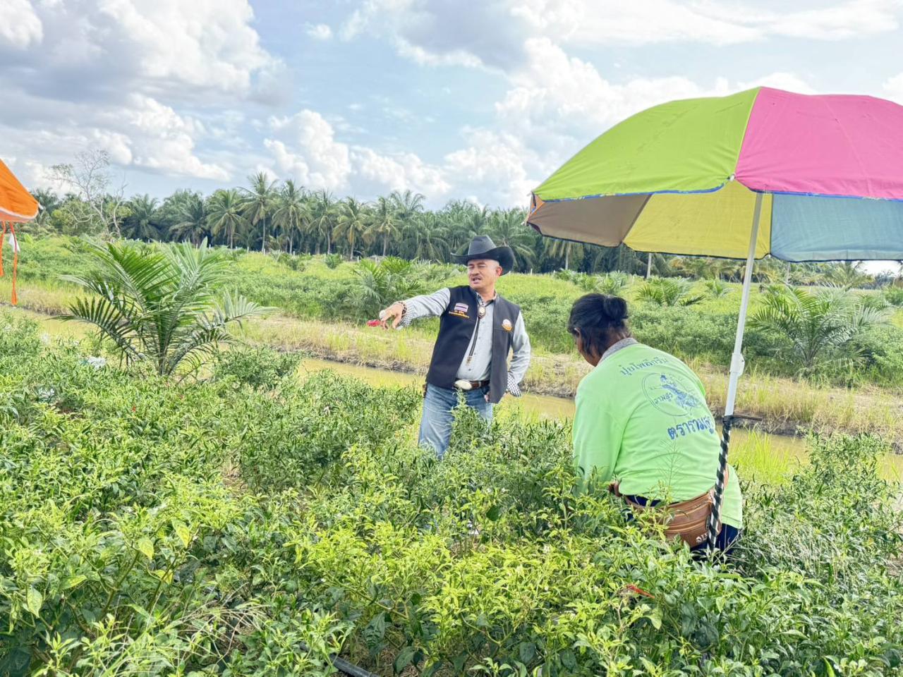 ภาพประกอบที่ 1