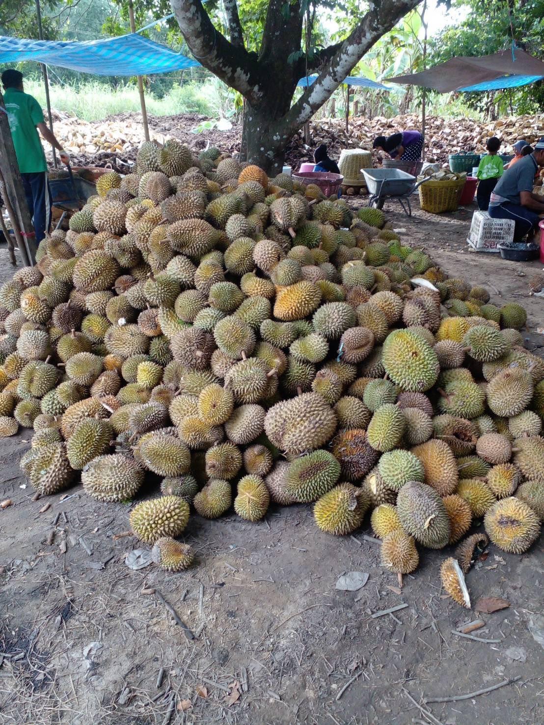 ภาพประกอบที่ 4