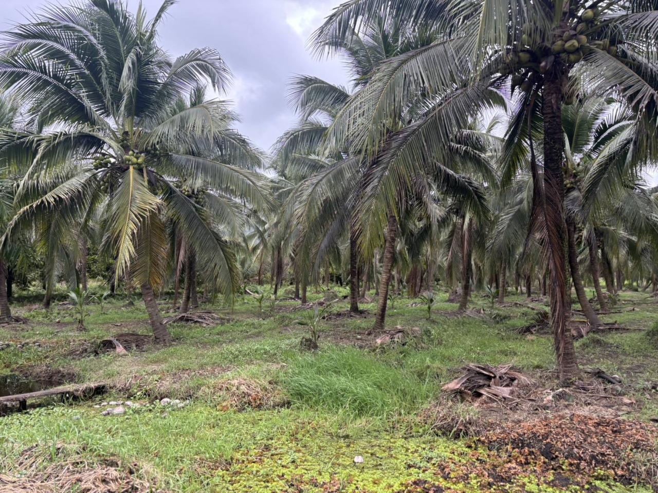 ภาพประกอบที่ 7