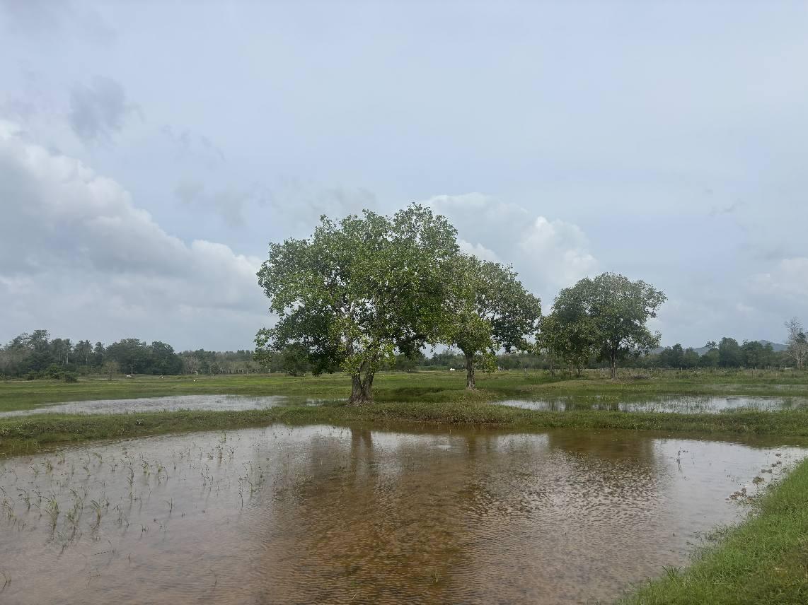 ภาพประกอบที่ 12