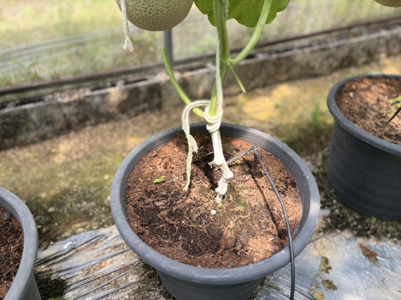 ภาพประกอบที่ 10