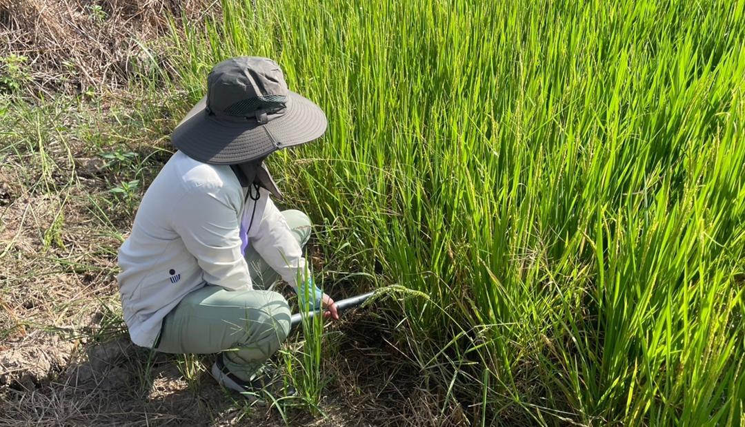 ภาพประกอบที่ 7