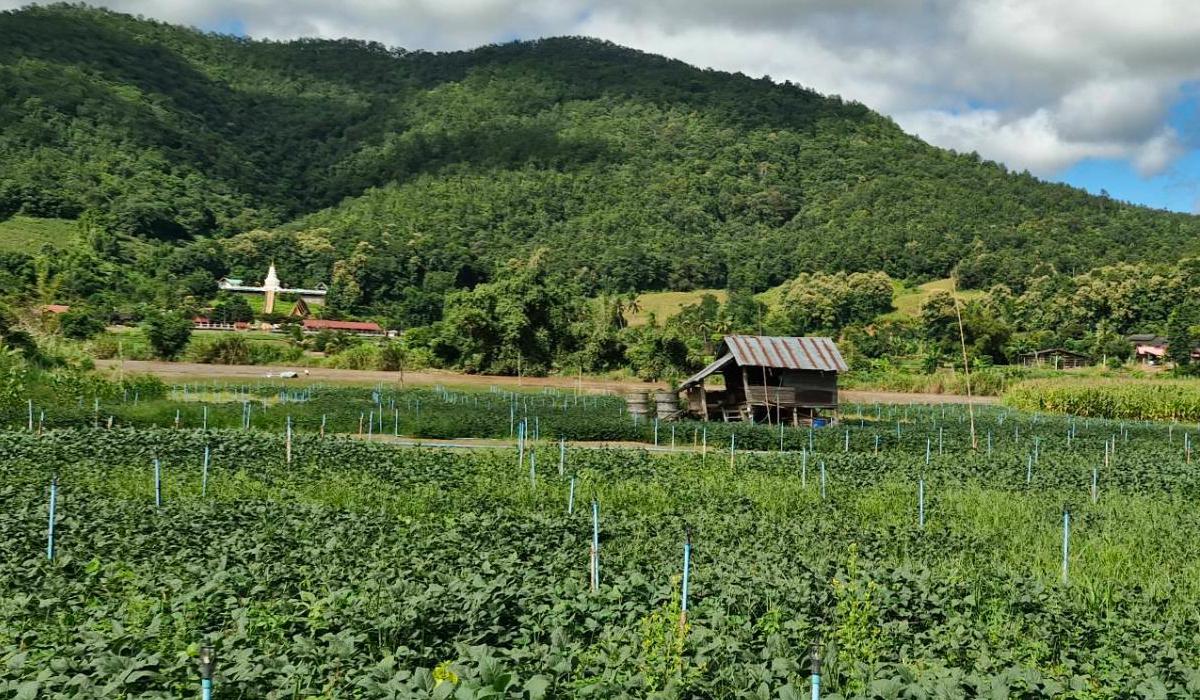 ภาพประกอบที่ 6