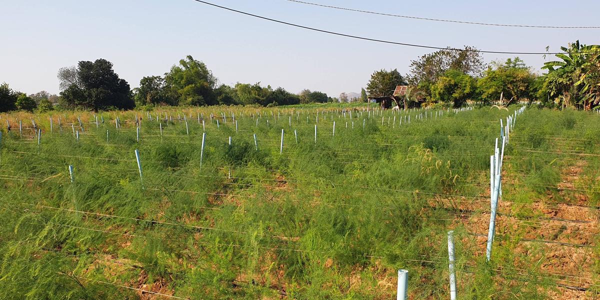 ภาพประกอบที่ 8