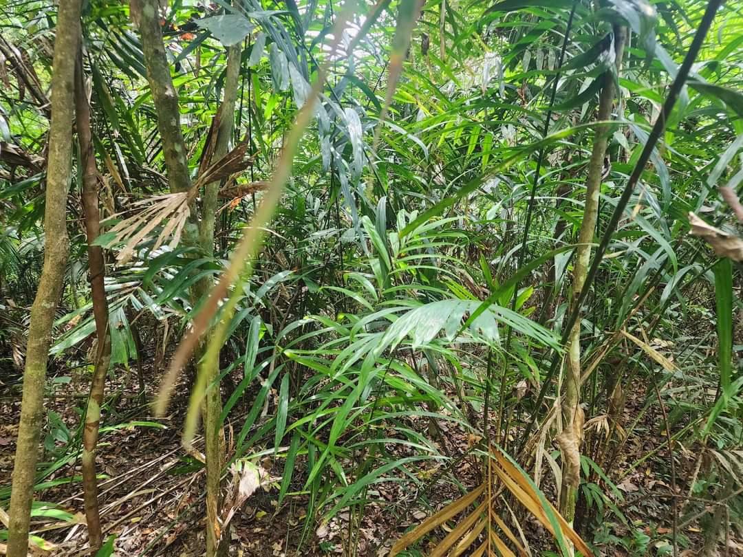 ภาพประกอบที่ 7