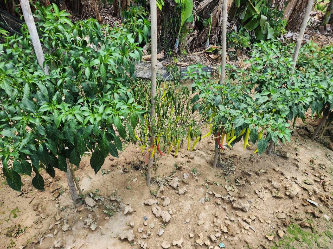 ภาพประกอบที่ 3