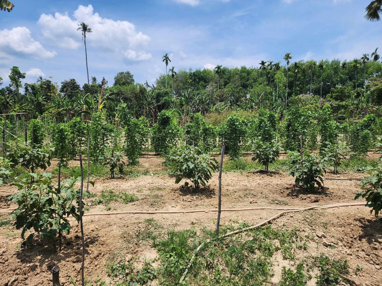 ภาพประกอบที่ 6