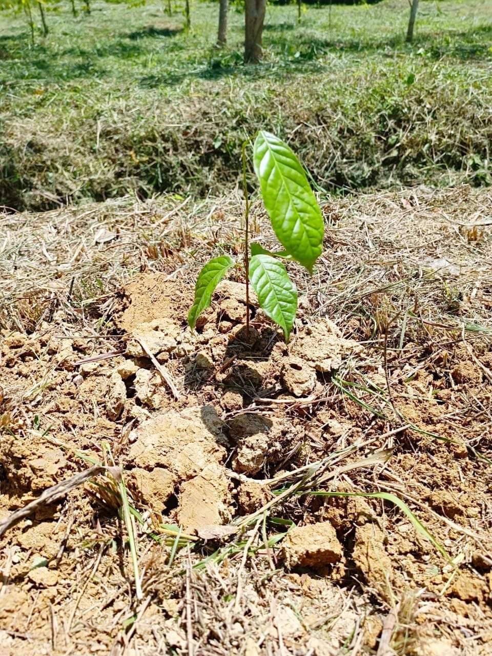 ภาพประกอบที่ 11