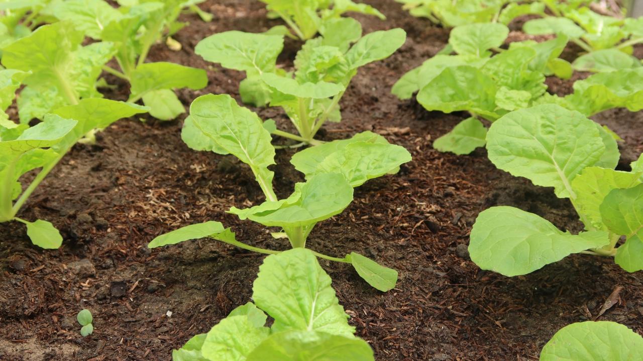 ภาพประกอบที่ 29