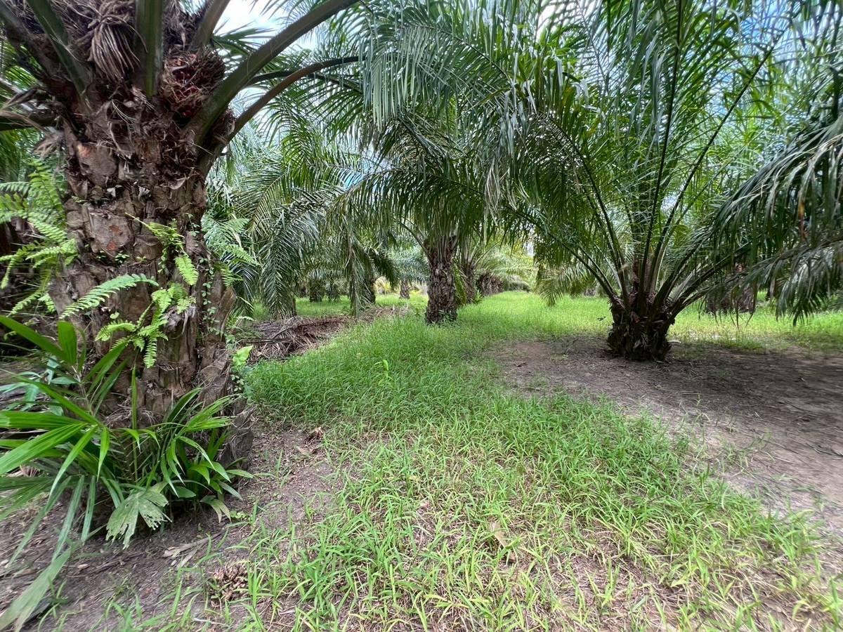 ภาพประกอบที่ 5