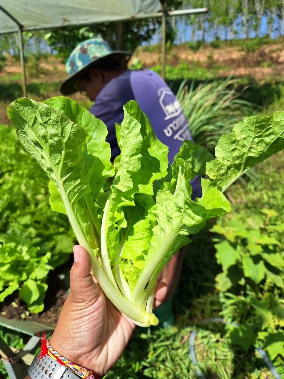 ภาพประกอบที่ 8