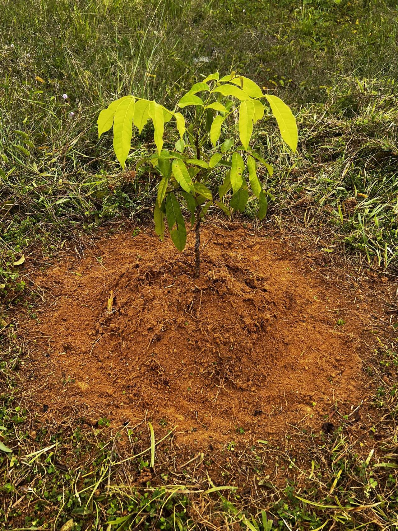 ภาพประกอบที่ 5